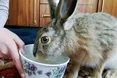 Домашня зайчиха снідала сусідською капустою, а своєї не чіпала…