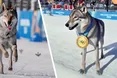 Мабуть, уже час проводити… собачі Олімпіади