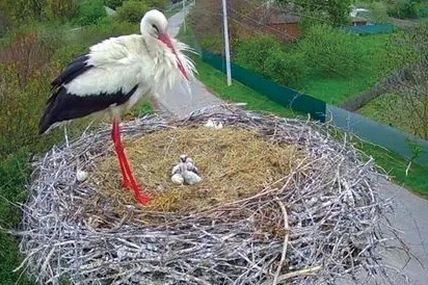 Лелеки із Леляк врятували потомство від снігу і морозу