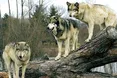 Зимовому теплу вовки й ведмеді не раді…