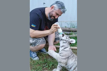 Вахтанг Кіпіані з білою тигрицею на кличку Дакота. Фото зі сторінки В. Кіпіані у соцмережах