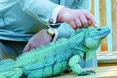 Британський король заступився за качок і гусей