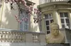 У подвір'ї Дому Франка у Львові розцвіла магнолія