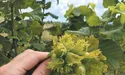 Фундуковий сад тішить золотими горішками