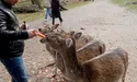 Олень людині — друг, товариш...