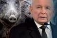 Рохкати можуть і… політики