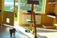 Це не притулок, а рай для чотирилапих