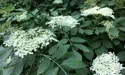 З-під городу — бузину, у кишеню — гривні…