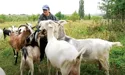 40 видів крафтових сирів та королівське морозиво