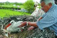19 років повертався Клепетан до своєї зраненої лелечихи...
