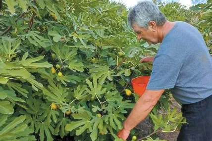 Сергій Олександрович збирає смоківницю. Фото з домашнього архіву Оксани Шевченко