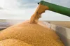 Виробництво пшениці у 23−24 роках в Україні зменшиться на 21%