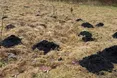 Порпаються у землі, але залишаються чистюлями