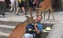 Священними бувають і олені…