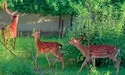 На ногу кульгає, але на «дівчат» поглядає…