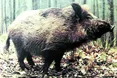 Уполювали кабана – але не отримали ні хвоста, ні ікла…