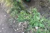 На Львівщині тракторист перекинувся у кювет: чоловік загинув