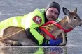 Олень потрапив в обійми пожежника