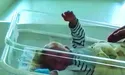 «Усім дітям даємо прізвище Орлик»
