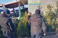 У Львові виявили перших порушників торгівлі ялинками