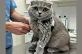 Через російські «шахеди» котик ходить на протезах