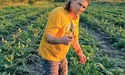Артишок плодоносить до заморозків