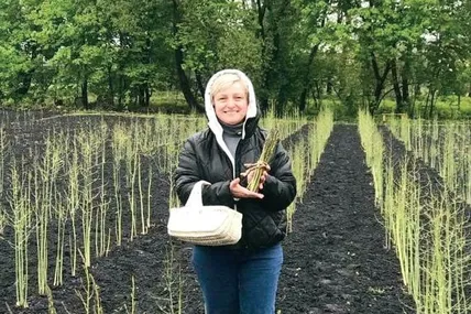 Цього року спаржа Наталії Галицької дала перший урожай. Фото з архіву Наталії Галицької.