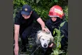 У Винниках рятувальники врятували собаку, який впав у триметрову канаву