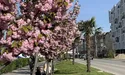 Місто столітніх сакур
