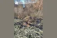 На Тернопільщині в диких кабанів виявили вірус африканської чуми: що відомо