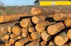 Масштабний екоцид під прикриттям посадовців: правоохоронці викрили десятки лісників, які знищили 13 тисяч дерев та завдали збитків на 248 мільйонів