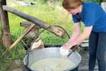 Овече молоко переробляють на сир та масло