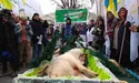Під Радою аграрії підклали свиню нардепам