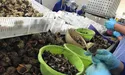 На рапанову ферму – як в операційну: в бахілах, білому халаті, шапочці і масці…
