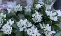 «Не боюся торгувати червонокнижними первоцвітами. Скільки їх маю»