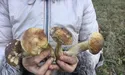 На носі - зима, а гриби ростуть, як під час теплої осені