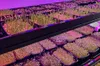 Горошок, пшениця, салат: львівські школярі вирощують мікрозелень