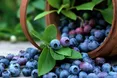 Шле фронтовикам варення із чорниць і домашні мікстури