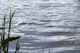 На Львівщині через спалах кишкової інфекції терміново заборонили купатися в озері «Задорожнє»