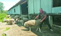 Як турецький полковник став в Україні чабаном