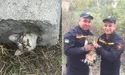 Кішки, не заглядайте у бетонні плити!