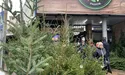 На ялинковому ринку карпатські лісові красуні по півтори-дві тисячі гривень
