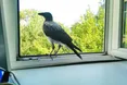 Ворона-крадійка допомогла знайти... грабіжника