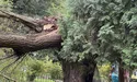 У Стрийському парку впала знаменита Тарасова верба