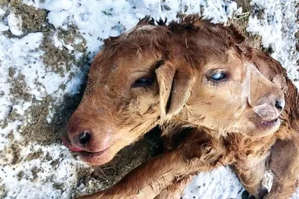 Двоголове теля, яке народилося торік на одній з американських ферм. Фото dailystar.co.uk