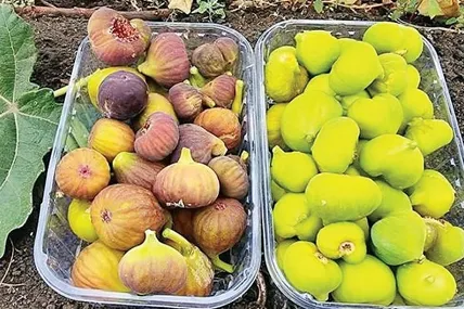 Нинішнього сезону добре вродив інжир. Фото Сергія Авраменка.