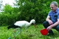 Сільський староста опікується ще й бузьком