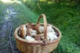 Ідучи в Карпати, пам‘ятайте про псевдогриби і сердитих карпатських ведмедів