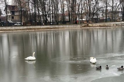 &laquo;Лебедя-забіяку забрали з Левандівського озера&hellip; Привезли&nbsp;&mdash; чемного птаха&raquo;