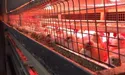 На перепелиній фермі розмовляють пошепки: від шуму пташки перестануть нести яйця...